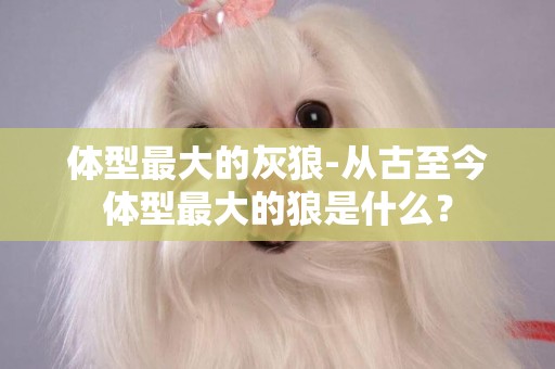 體型最大的灰狼-從古至今體型最大的狼是什么？