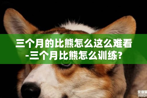三個月的比熊怎么這么難看-三個月比熊怎么訓練？