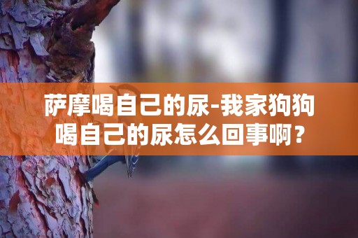 薩摩喝自己的尿-我家狗狗喝自己的尿怎么回事啊？