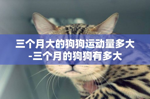 三個月大的狗狗運動量多大-三個月的狗狗有多大