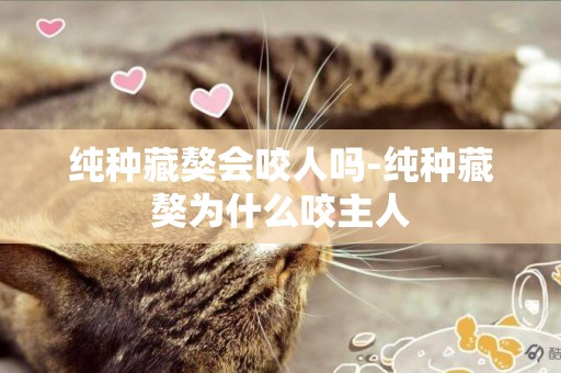 純種藏獒會咬人嗎-純種藏獒為什么咬主人