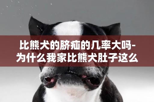 比熊犬的臍疝的幾率大嗎-為什么我家比熊犬肚子這么大