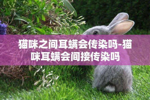 貓咪之間耳螨會傳染嗎-貓咪耳螨會間接傳染嗎