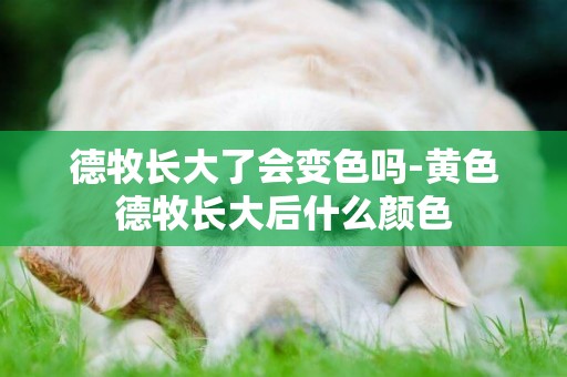 德牧長大了會變色嗎-黃色德牧長大后什么顏色