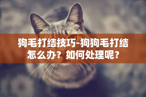 狗毛打結技巧-狗狗毛打結怎么辦？如何處理呢？