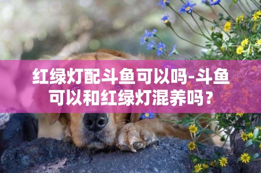 紅綠燈配斗魚可以嗎-斗魚可以和紅綠燈混養嗎？