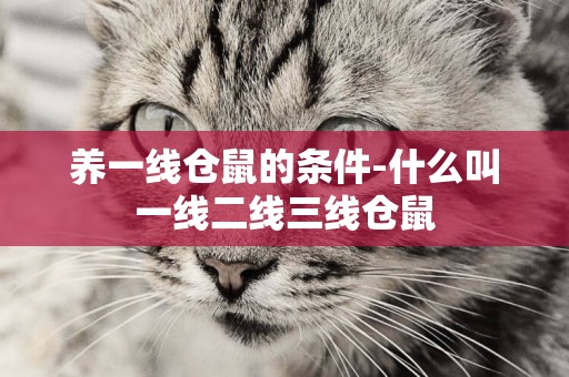 養一線倉鼠的條件-什么叫一線二線三線倉鼠