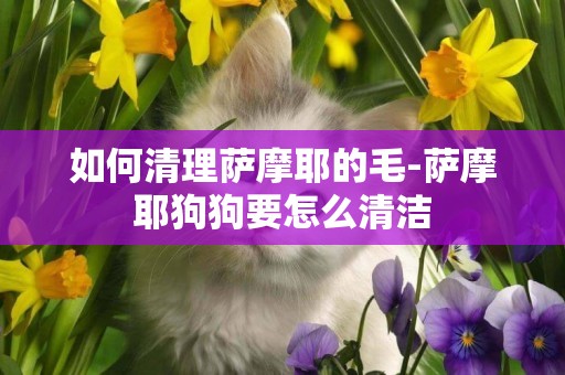 如何清理薩摩耶的毛-薩摩耶狗狗要怎么清潔