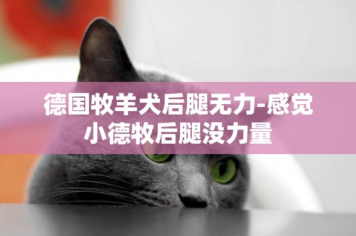 德國牧羊犬后腿無力-感覺小德牧后腿沒力量