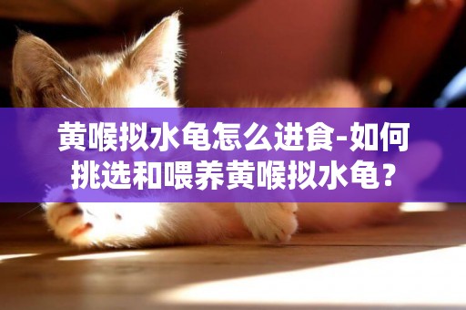 黃喉擬水龜怎么進食-如何挑選和喂養黃喉擬水龜？