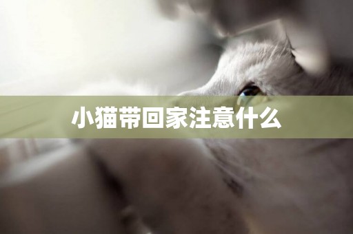 小貓帶回家注意什么