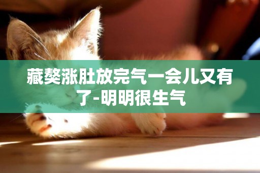 藏獒漲肚放完氣一會兒又有了-明明很生氣