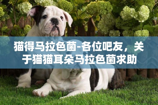 貓得馬拉色菌-各位吧友，關于貓貓耳朵馬拉色菌求助