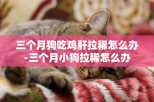 三個月狗吃雞肝拉稀怎么辦-三個月小狗拉稀怎么辦