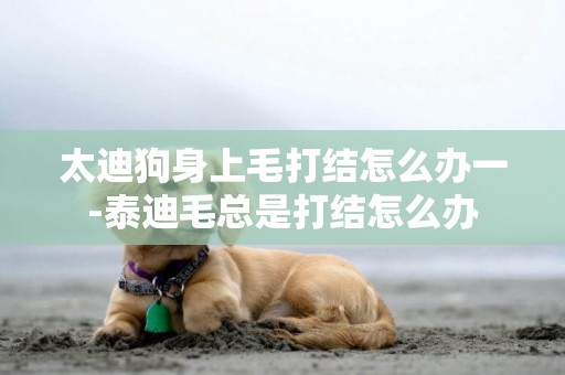 太迪狗身上毛打結怎么辦一-泰迪毛總是打結怎么辦