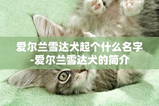 愛爾蘭雪達犬起個什么名字-愛爾蘭雪達犬的簡介