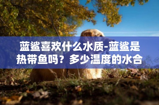 藍鯊喜歡什么水質-藍鯊是熱帶魚嗎？多少溫度的水合適？