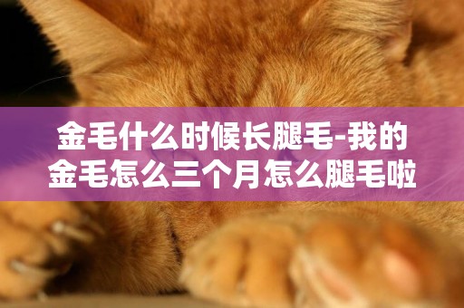 金毛什么時候長腿毛-我的金毛怎么三個月怎么腿毛啦