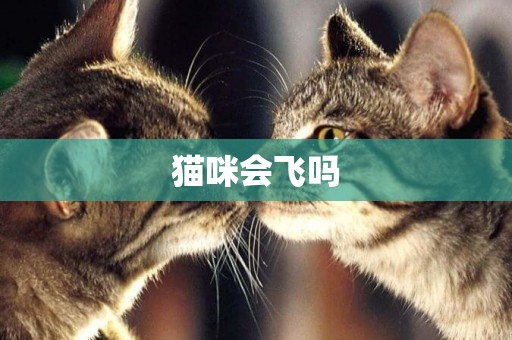 貓咪會飛嗎