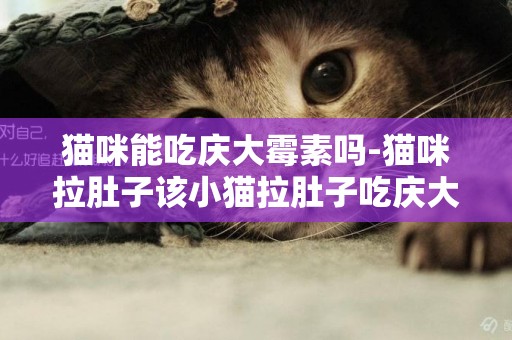 貓咪能吃慶大霉素嗎-貓咪拉肚子該小貓拉肚子吃慶大霉素