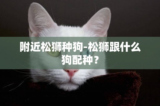 附近松獅種狗-松獅跟什么狗配種？