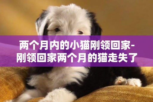 兩個月內的小貓剛領回家-剛領回家兩個月的貓走失了