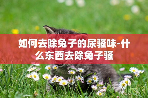 如何去除兔子的尿騷味-什么東西去除兔子騷