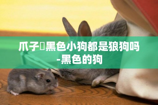 爪子昰黑色小狗都是狼狗嗎-黑色的狗