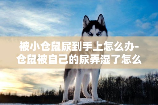 被小倉鼠尿到手上怎么辦-倉鼠被自己的尿弄濕了怎么辦
