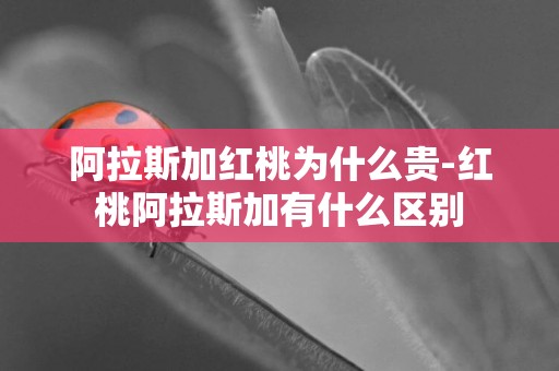 阿拉斯加紅桃為什么貴-紅桃阿拉斯加有什么區別