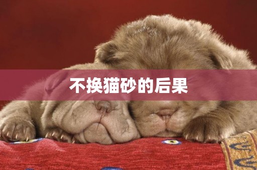 不換貓砂的后果