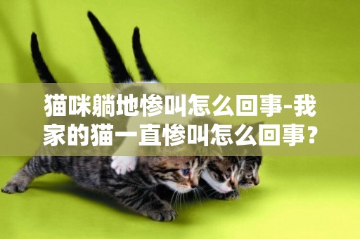 貓咪躺地慘叫怎么回事-我家的貓一直慘叫怎么回事？