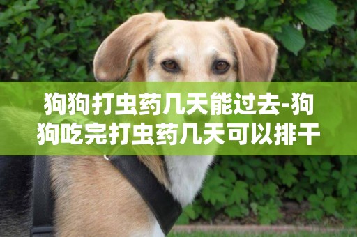 狗狗打蟲藥幾天能過去-狗狗吃完打蟲藥幾天可以排干凈