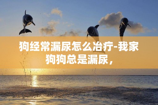 狗經常漏尿怎么冶疔-我家狗狗總是漏尿，