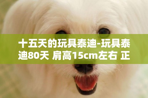 十五天的玩具泰迪-玩具泰迪80天 肩高15cm左右 正常么？