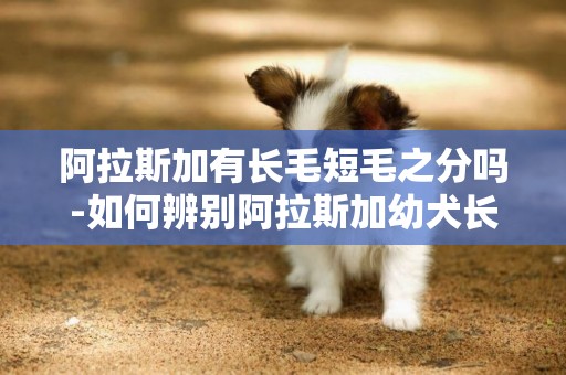 阿拉斯加有長毛短毛之分嗎-如何辨別阿拉斯加幼犬長毛短毛