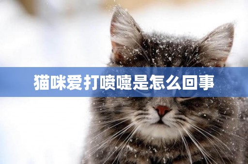 貓咪愛打噴嚏是怎么回事
