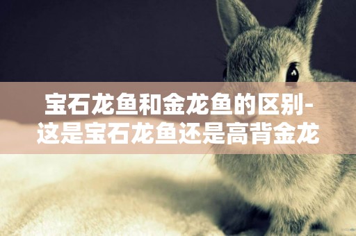 寶石龍魚和金龍魚的區別-這是寶石龍魚還是高背金龍