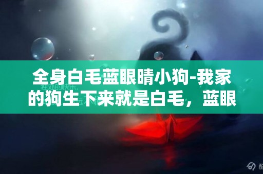 全身白毛藍眼晴小狗-我家的狗生下來就是白毛，藍眼，是什么狗