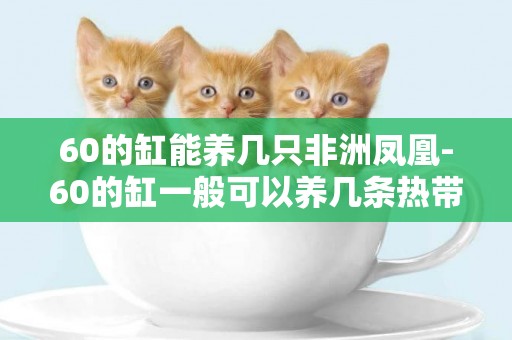 60的缸能養幾只非洲鳳凰-60的缸一般可以養幾條熱帶魚？