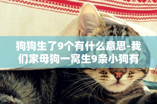 狗狗生了9個有什么意思-我們家母狗一窩生9條小狗有什么寓意？