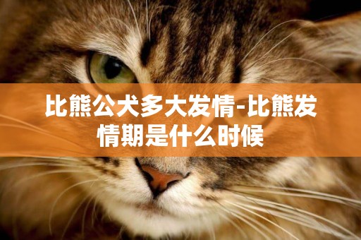 比熊公犬多大發情-比熊發情期是什么時候