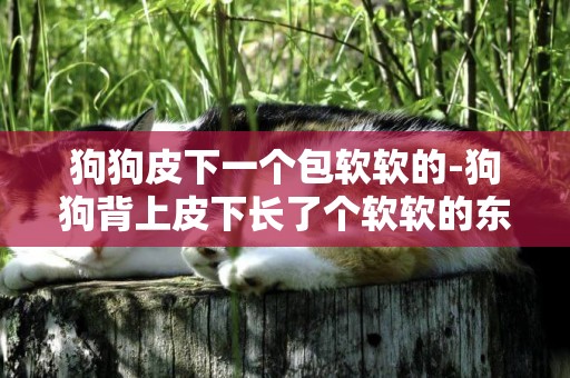 狗狗皮下一個包軟軟的-狗狗背上皮下長了個軟軟的東西