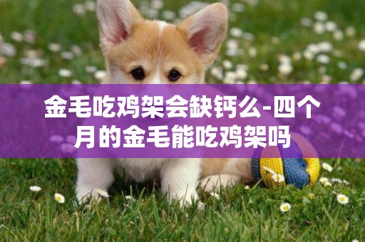 金毛吃雞架會缺鈣么-四個月的金毛能吃雞架嗎