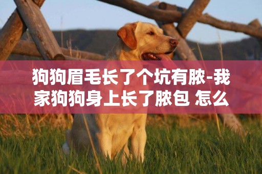狗狗眉毛長了個坑有膿-我家狗狗身上長了膿包 怎么辦