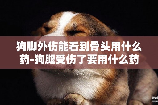 狗腳外傷能看到骨頭用什么藥-狗腿受傷了要用什么藥?
