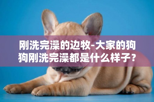 剛洗完澡的邊牧-大家的狗狗剛洗完澡都是什么樣子？