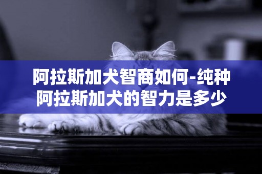 阿拉斯加犬智商如何-純種阿拉斯加犬的智力是多少