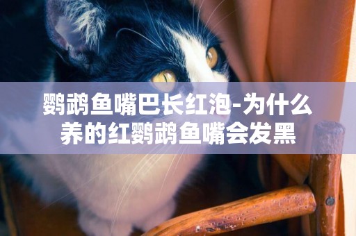 鸚鵡魚嘴巴長紅泡-為什么養的紅鸚鵡魚嘴會發黑