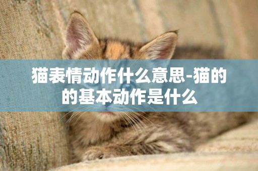 貓表情動作什么意思-貓的的基本動作是什么